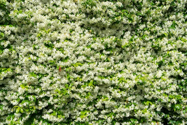 Documentación Fotográfica Seto Jazmín Plena Floración Verano — Foto de Stock