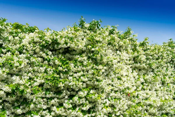 Photographic Documentation Jasmine Hedge Full Bloom Summer — Stock Photo, Image