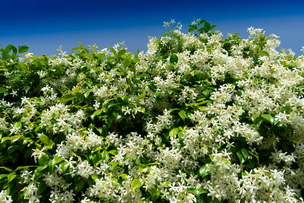 Documentation Photographique Une Haie Jasmin Pleine Floraison Été — Photo