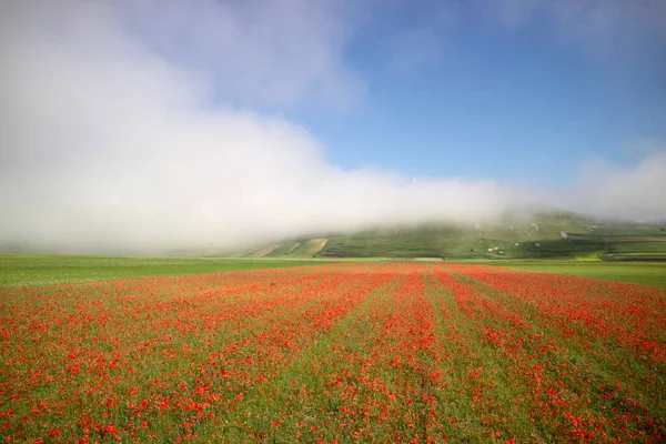 Panoramisch Uitzicht Een Rood Papaverveld Volle Bloei Het Zomerseizoen — Stockfoto