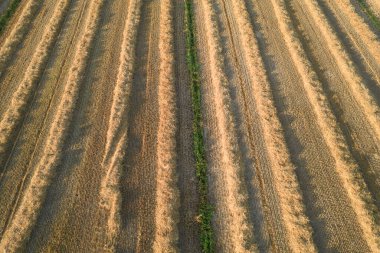 Saman hasadı için hazırlanmış bir tarlanın hava manzarası. 