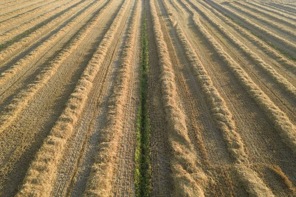 Aerial View Field Prepared Hay Harvesting Winter Use — Stock Photo, Image