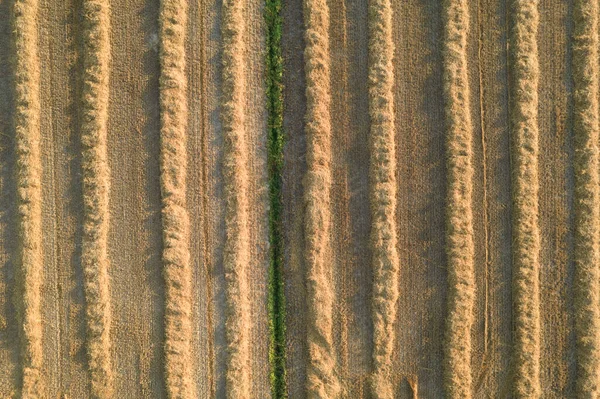 Vista Aerea Campo Preparato Raccolta Del Fieno Uso Invernale — Foto Stock