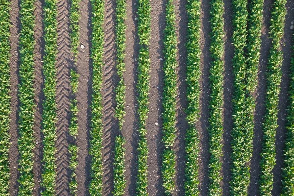 Documentación Fotográfica Aérea Campo Patatas —  Fotos de Stock