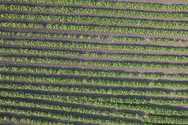 Аэрофотодокументация Картофельного Поля — стоковое фото