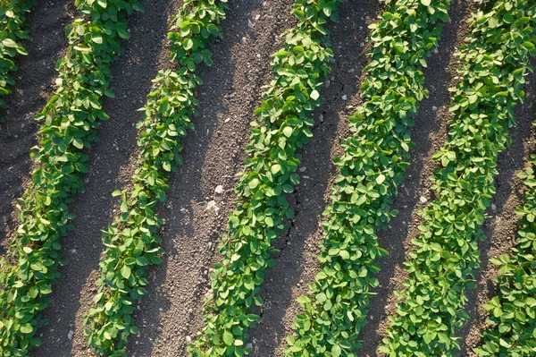 Aerial photographic documentation of a potato field