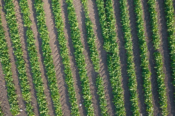 Aerial Photographic Documentation Potato Field — Stock Photo, Image