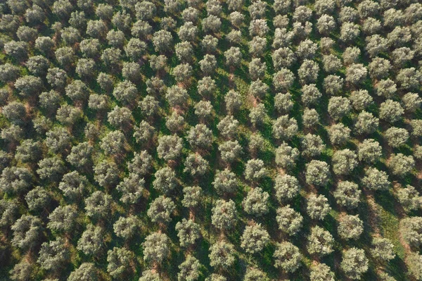 Flygfotografisk Dokumentation Jordbruksmark Som Odlats Med Olivträd — Stockfoto