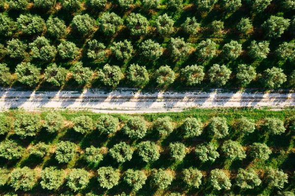 Documentação Fotográfica Aérea Uma Terra Agrícola Cultivada Com Oliveiras — Fotografia de Stock