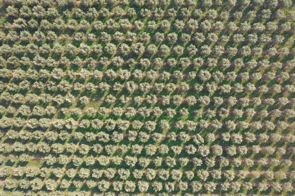 Dokumentacja Fotograficzna Terenu Rolnego Uprawianego Drzewami Oliwnymi — Zdjęcie stockowe