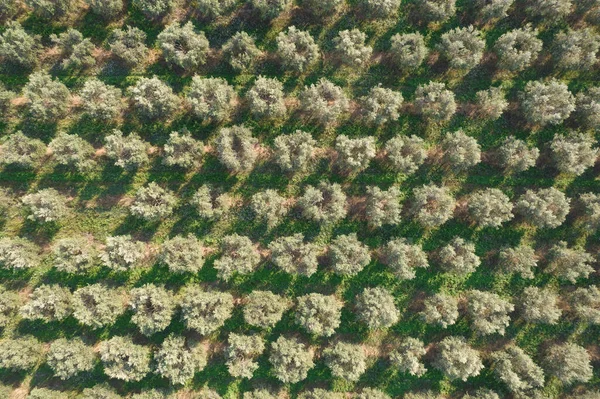 Aerial Photographic Documentation Agricultural Land Cultivated Olive Trees — Stock Photo, Image