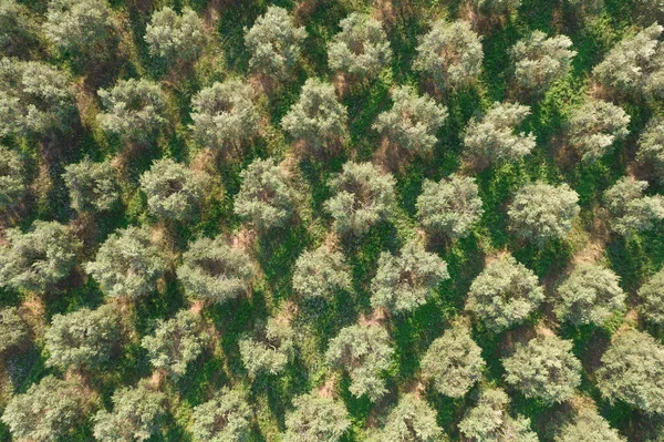 Аэрофотодокументация Сельскохозяйственных Земель Обработанных Оливковыми Деревьями — стоковое фото