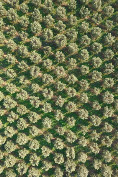 Аэрофотодокументация Сельскохозяйственных Земель Обработанных Оливковыми Деревьями — стоковое фото