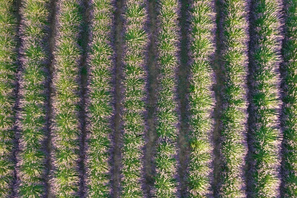 Documentação Fotográfica Aérea Cultivo Lavanda Fileiras — Fotografia de Stock