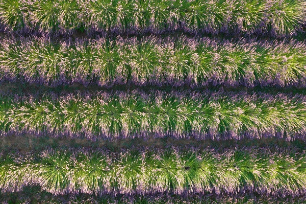 Aerial Photographic Documentation Cultivation Lavender Rows — Stockfoto