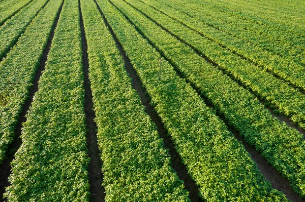 集约栽培罗勒植物的照片记录 — 图库照片