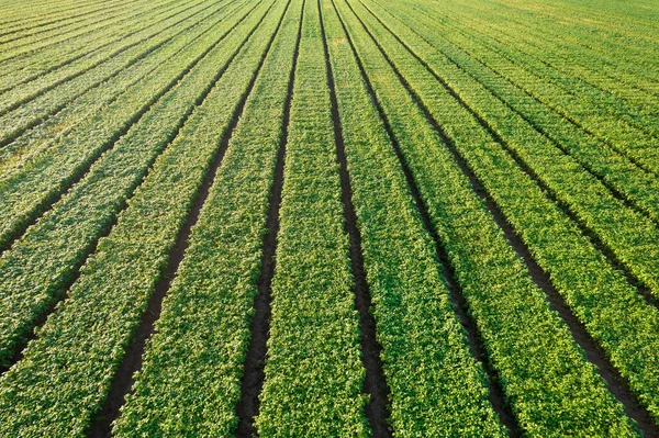 Photographic Documentation Plant Intensive Cultivation Basil Plant — Foto Stock