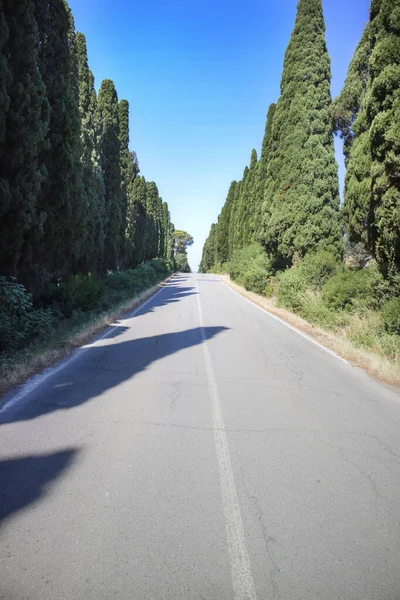 Ancient Famous Avenue Cypresses Leading Town Bolgheri Tuscany Italy —  Fotos de Stock