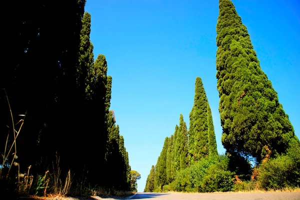 Antigua Famosa Avenida Cipreses Que Conduce Ciudad Bolgheri Toscana Italia — Foto de Stock