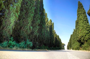 The ancient and famous avenue of cypresses leading to the town of Bolgheri Tuscany Italy 