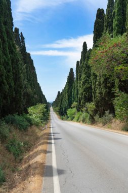 The ancient and famous avenue of cypresses leading to the town of Bolgheri Tuscany Italy 
