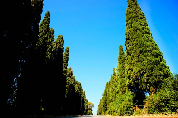Ancient Famous Avenue Cypresses Leading Town Bolgheri Tuscany Italy — Stock Photo, Image