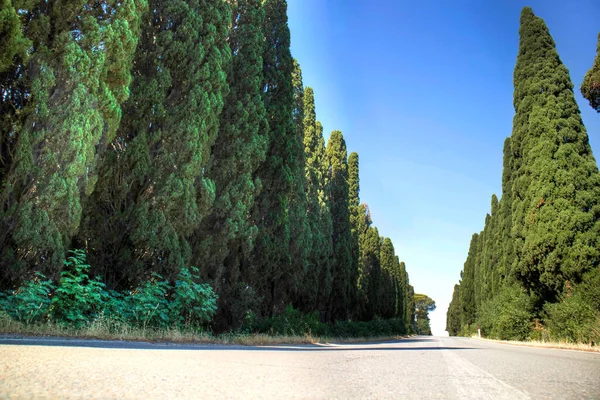 Ancient Famous Avenue Cypresses Leading Town Bolgheri Tuscany Italy —  Fotos de Stock
