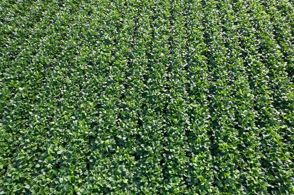 Photographic documentation of soybean production in the summer