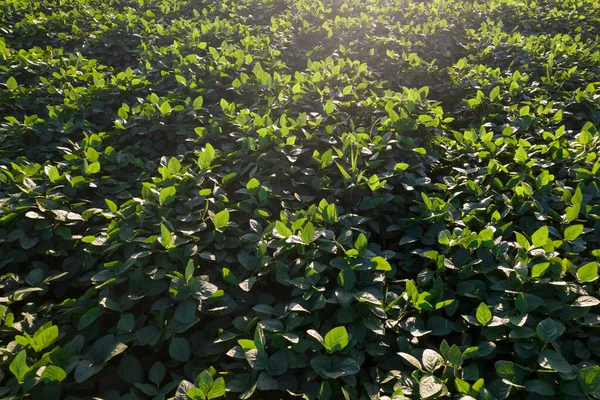 Photographic documentation of soybean production in the summer