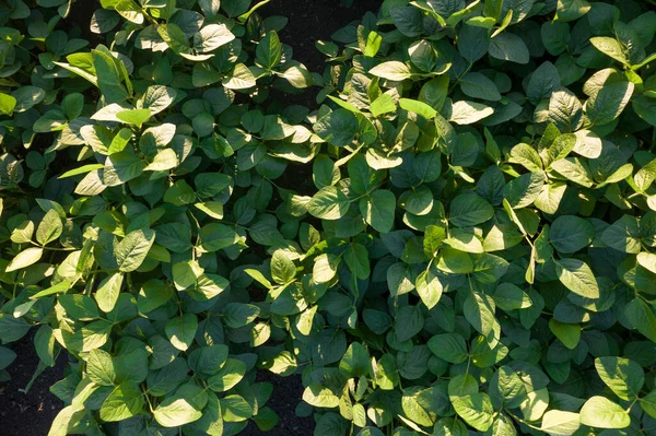 Photographic documentation of soybean production in the summer