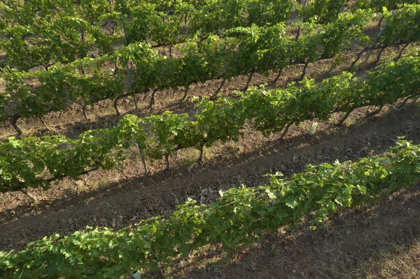 Aerial Photographic Shot Field Planted Vines Summer Season — Stock Photo, Image