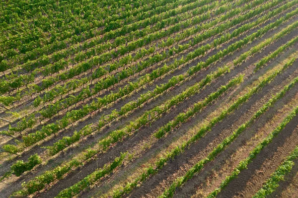 Aerial Photographic Shot Field Planted Vines Summer Season — Fotografia de Stock