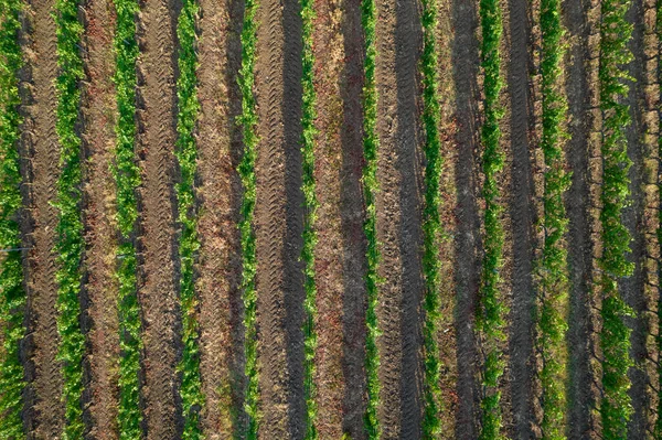 Aerial Photographic Shot Field Planted Vines Summer Season — ストック写真