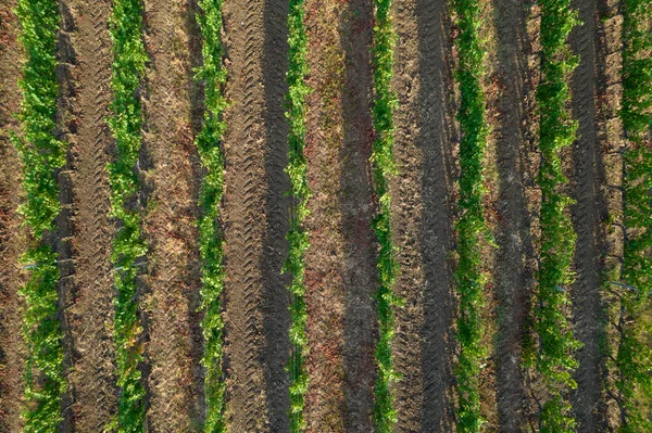 Aerial Photographic Shot Field Planted Vines Summer Season — Fotografia de Stock