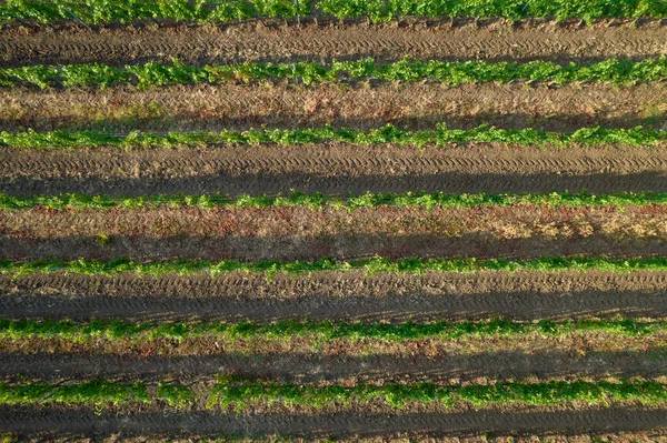 Aerial Photographic Shot Field Planted Vines Summer Season — Stockfoto