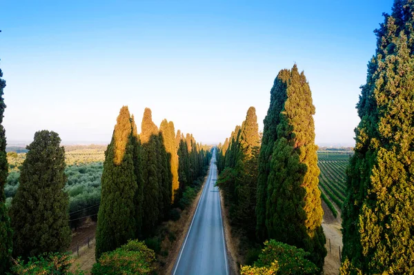 Aerial Shot Ancient Famous Avenue Cypresses San Vito Leads City — Stock Fotó