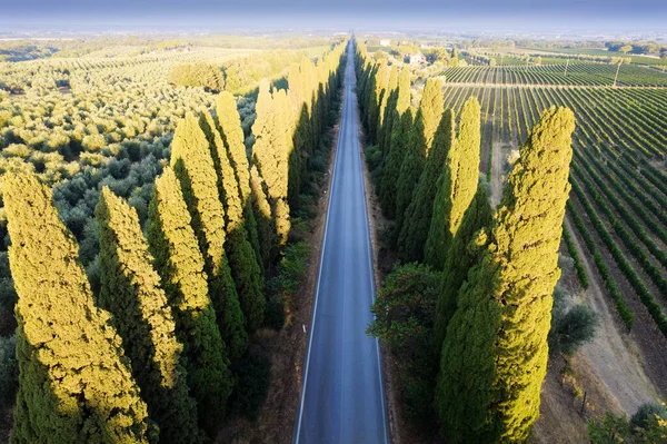 Aerial Shot Ancient Famous Avenue Cypresses San Vito Leads City —  Fotos de Stock