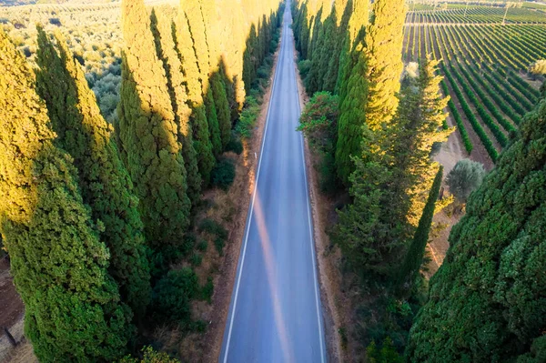 Aerial Shot Ancient Famous Avenue Cypresses San Vito Leads City —  Fotos de Stock