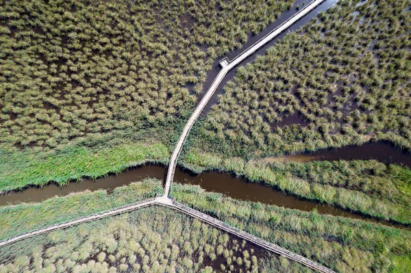 Aerial View Pedestrian Walkway Park Massaciuccoli Italy — Stock fotografie