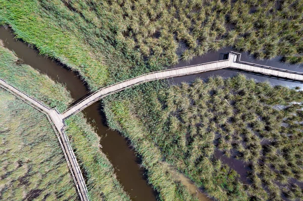 Aerial View Pedestrian Walkway Park Massaciuccoli Italy — 스톡 사진