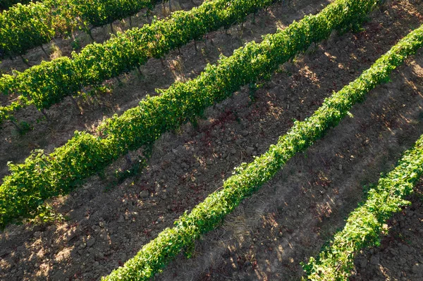 Aerial Photographic Documentation Rows Vineyard Full Ripeness Summer Season — Zdjęcie stockowe