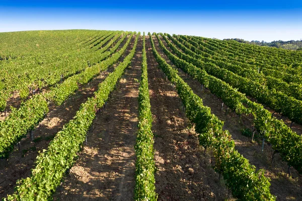 Aerial Photographic Documentation Rows Vineyard Full Ripeness Summer Season — Zdjęcie stockowe