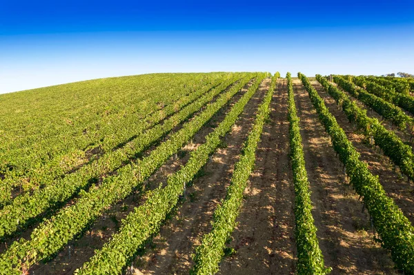 Aerial Photographic Documentation Rows Vineyard Full Ripeness Summer Season — Stock Photo, Image