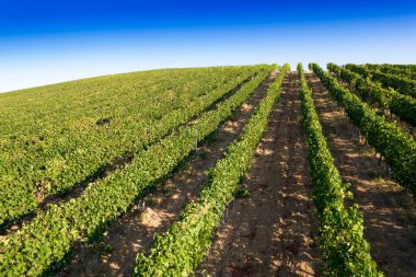 Aerial photographic documentation of the rows of a vineyard in full ripeness in the summer season 