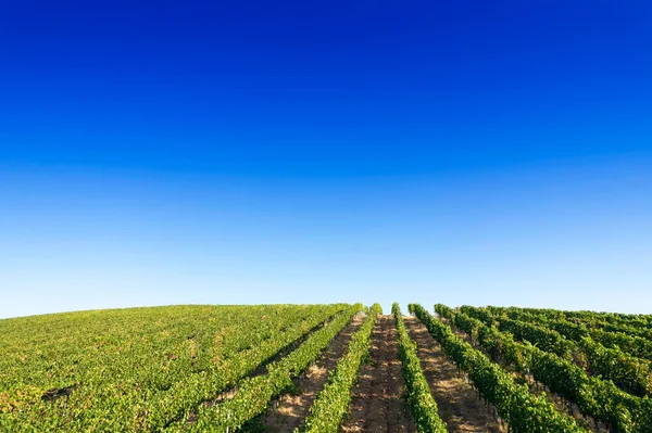 Aerial Photographic Documentation Rows Vineyard Full Ripeness Summer Season — Stock Photo, Image