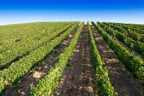 Aerial Photographic Documentation Rows Vineyard Full Ripeness Summer Season — Stock Photo, Image