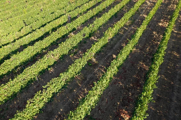 Aerial Photographic Documentation Rows Vineyard Full Ripeness Summer Season —  Fotos de Stock