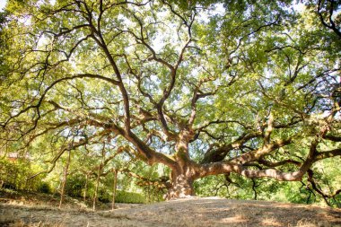 Photographic documentation of the majestic and ancient oak located in Caponnori Lucca Italy 
