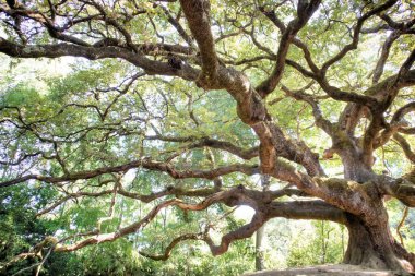 Photographic documentation of the majestic and ancient oak located in Caponnori Lucca Italy 