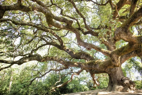Photographic documentation of the majestic and ancient oak located in Caponnori Lucca Italy